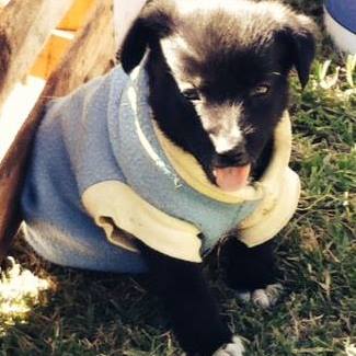 Adopción responsable.